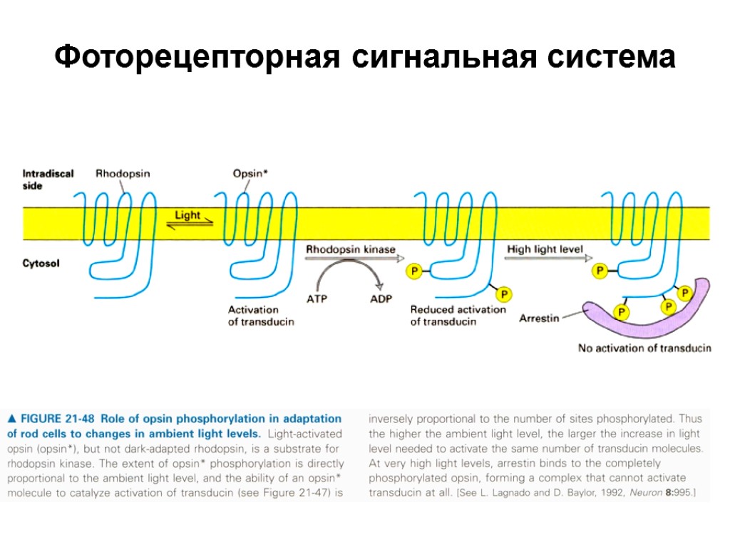 Фоторецепторная сигнальная система